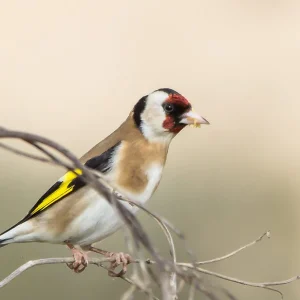 European Parva Goldfinch