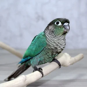 Green-Cheeked Turquois Conure