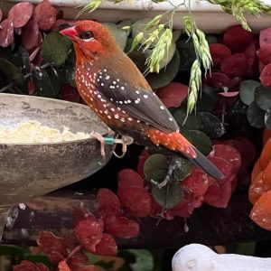 Strawberry Finch