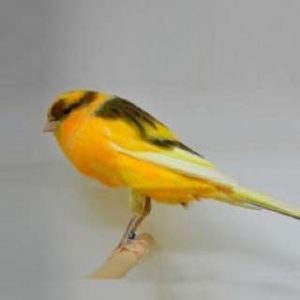 Yorkshire Canary