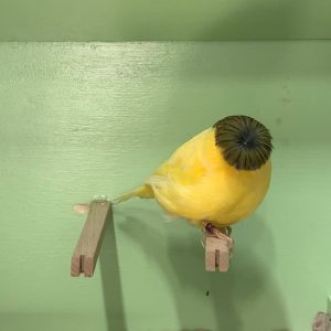 Gloster Canary