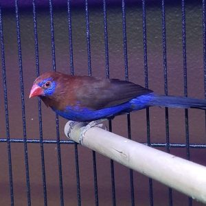 Purple Grenadier Finch