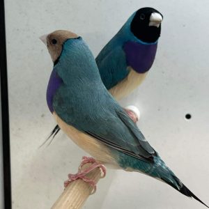 Blue back gouldians