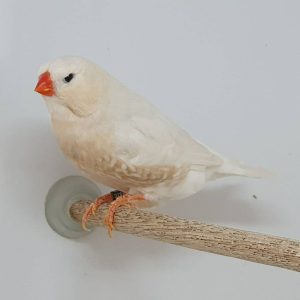 White zebra Finch
